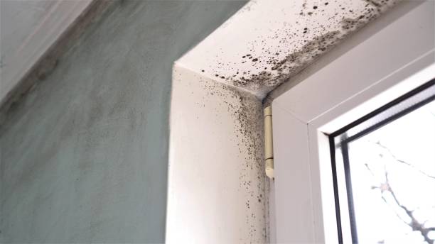 Best Local Mold Removal Service  in Newnan, GA